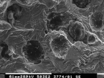 Analisi SEM della superficie di frattura (R = 0.5; K = 10 MPa m). Figura 19: Ghisa sferoidale ferritica.