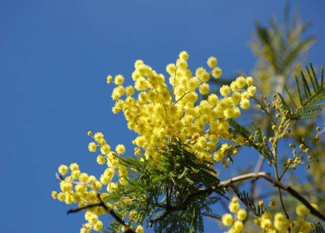 MIMOSA Pianta appartenente alla famiglia