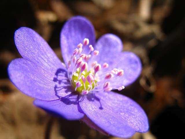 Il fiore svolge un importante funzione nel ciclo vivente delle piante perché contiene gli organi per la