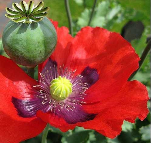 ... PAPAVERO Forse per il suo acceso colore e la fragilità dei petali, il papavero fu considerato, sin dai tempi più antichi, simbolo di gloria e insieme di morte.