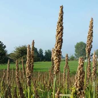 Con la localizzazione del concime alla semina si riducono gli sprechi e si ottimizzano i tempi e i relativi costi della distribuzione, massimizzando l efficienza della fertilizzazione.