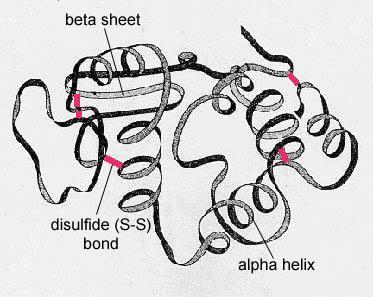 polipeptidica,