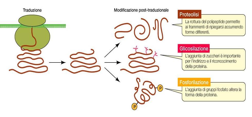 Le modificazioni post-traduzionali Dopo la sintesi e la completa acquisizione dei livelli strutturali secondario e terziario, la maggior parte delle proteine va incontro a particolari modifiche