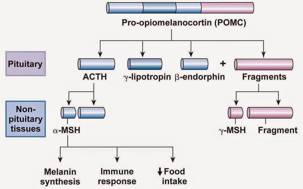 Tagliare una sola macro-catena polipeptidica in vari frammenti, ognuno dei quali costituisce una proteina avente una sua propria funzione L esempio del pro-opiomelano-cortina (POMC), prodotto da