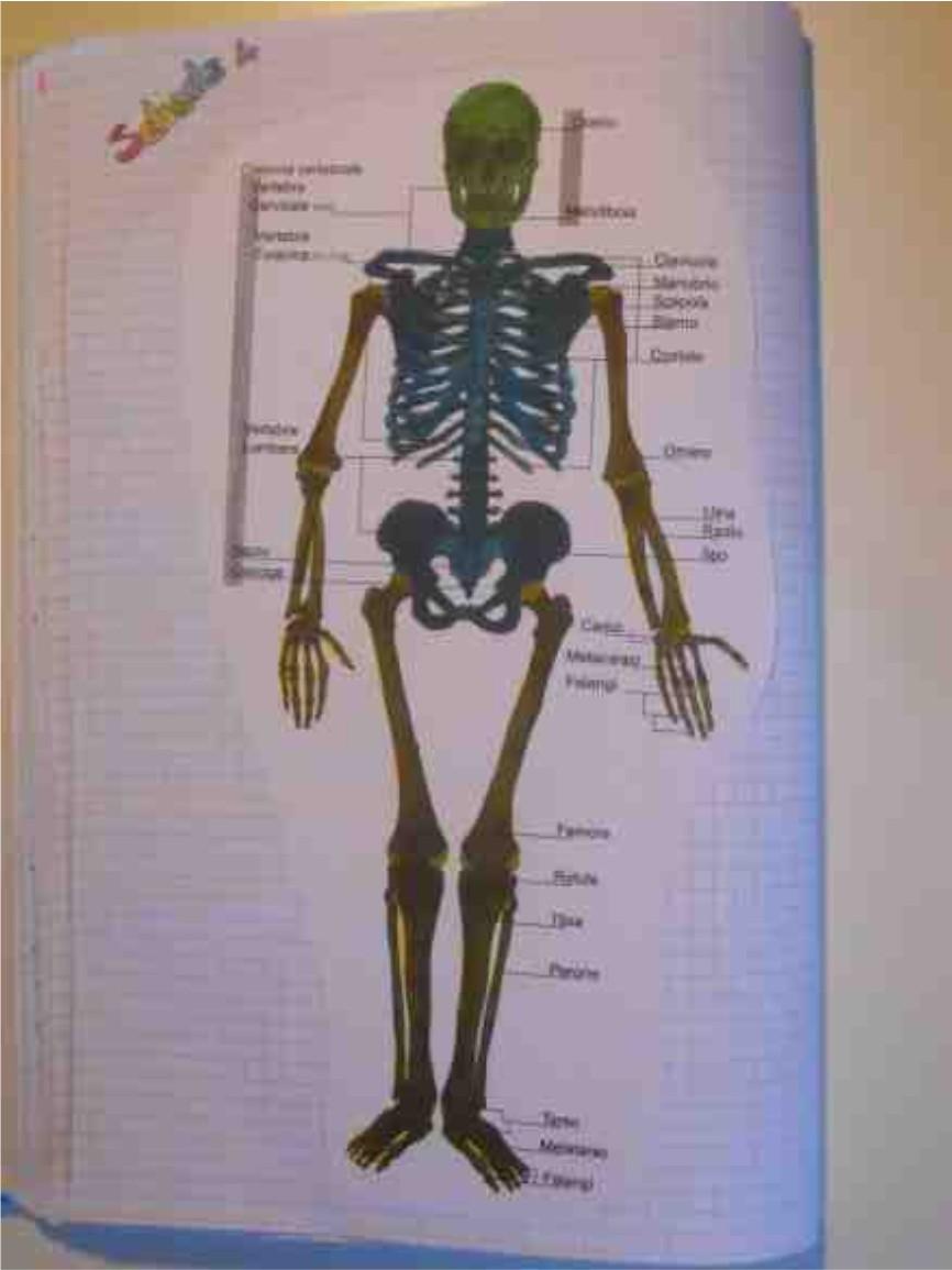 La scheda 4 rappresenta lo scheletro umano con i nomi delle ossa.