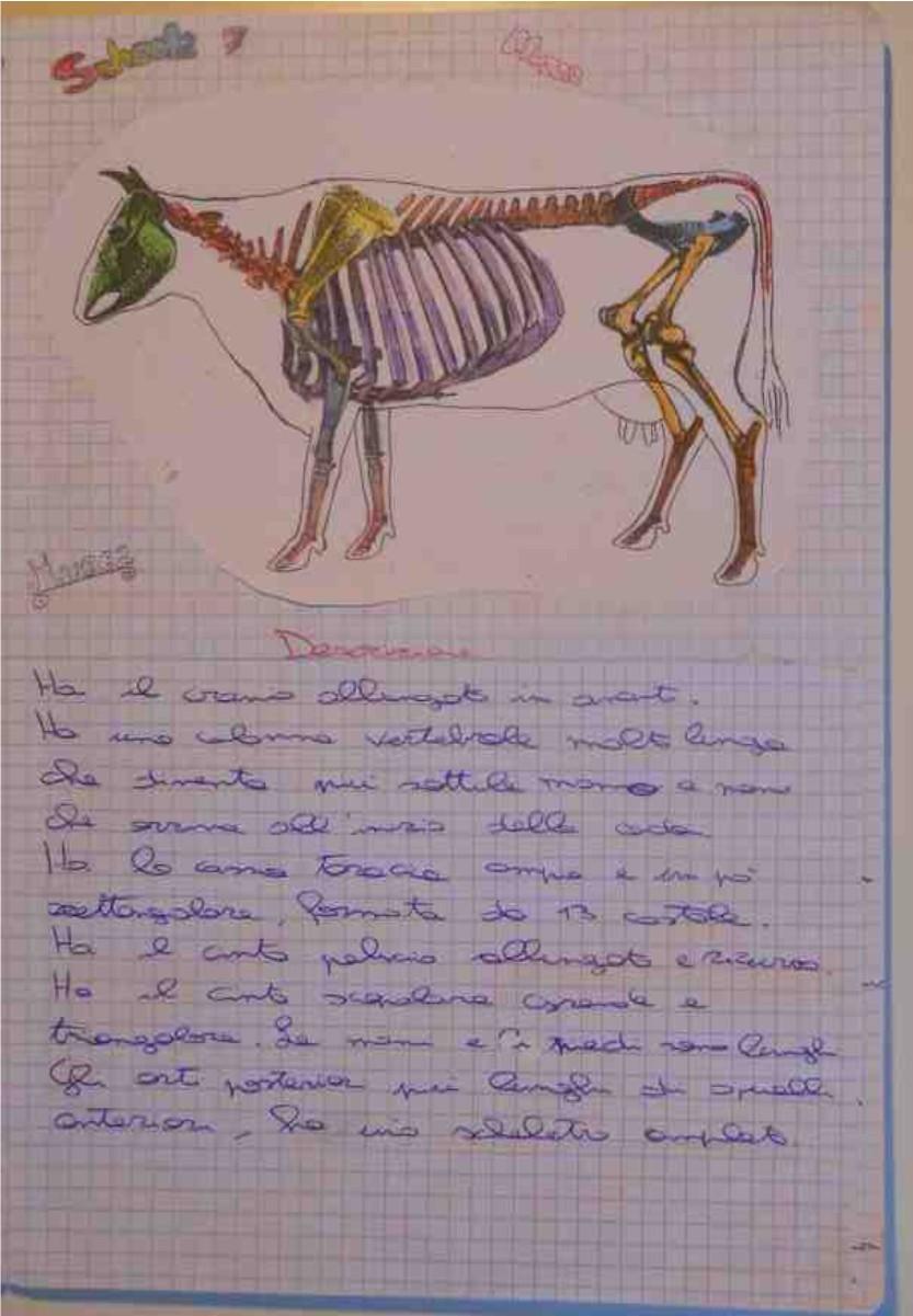 Scheda 7: la Mucca In questo scheletro gli alunni hanno avuto difficoltà nell identificare le