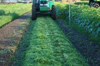 Biofumigazione Incorporare le Brassicacee selezionate nel terreno alla