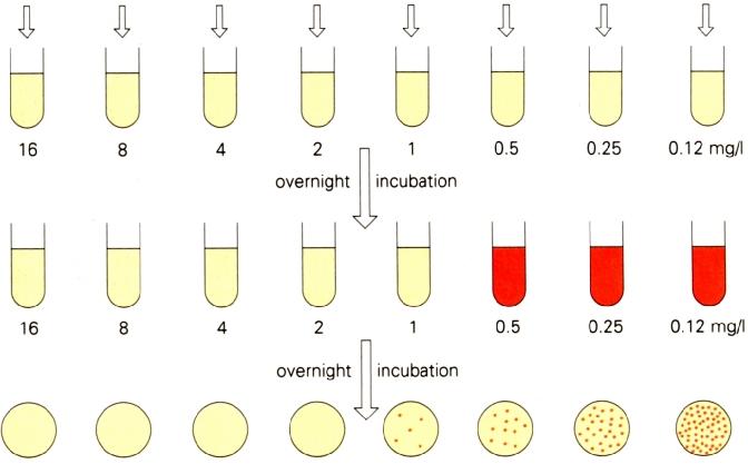 Saggio di MIC e MBC MIC MBC MBC (Minimum Bactericidal Concentration; minima concentrazione battericida) La