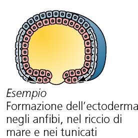 (embolia) Epibolia