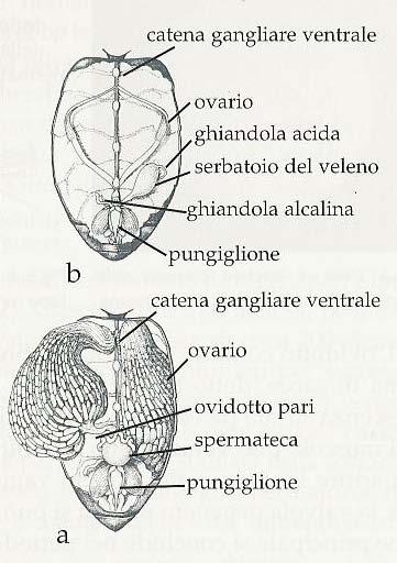 (a) e ovari atrofici in ape operaia 2:Ovari