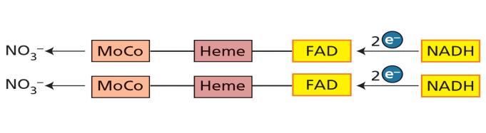 2 un eme ed un complesso di molibdeno con una molecola organica la pterina (MoCo). La NR trasferisce due elettroni dal NAD(P)H al nitrato con formazione del nitrito.