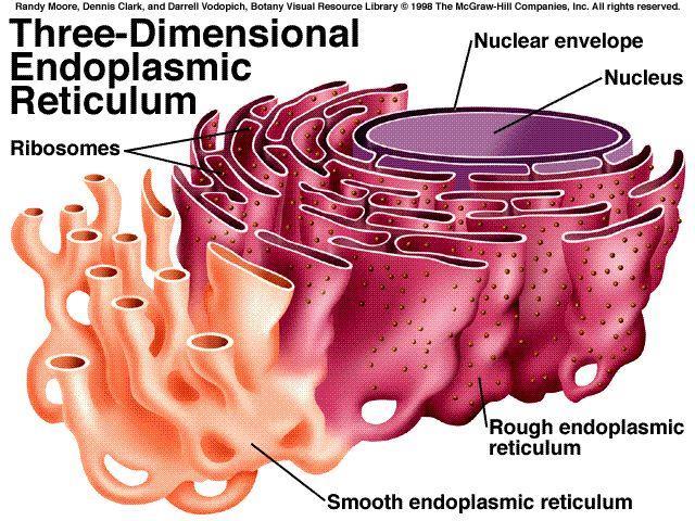 Il reticolo endoplasmatico Involucro nucleare Nucleo Ribosomi