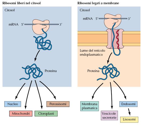 Ribosomi liberi nel citosol Ribosomi legati a membrane Importazione