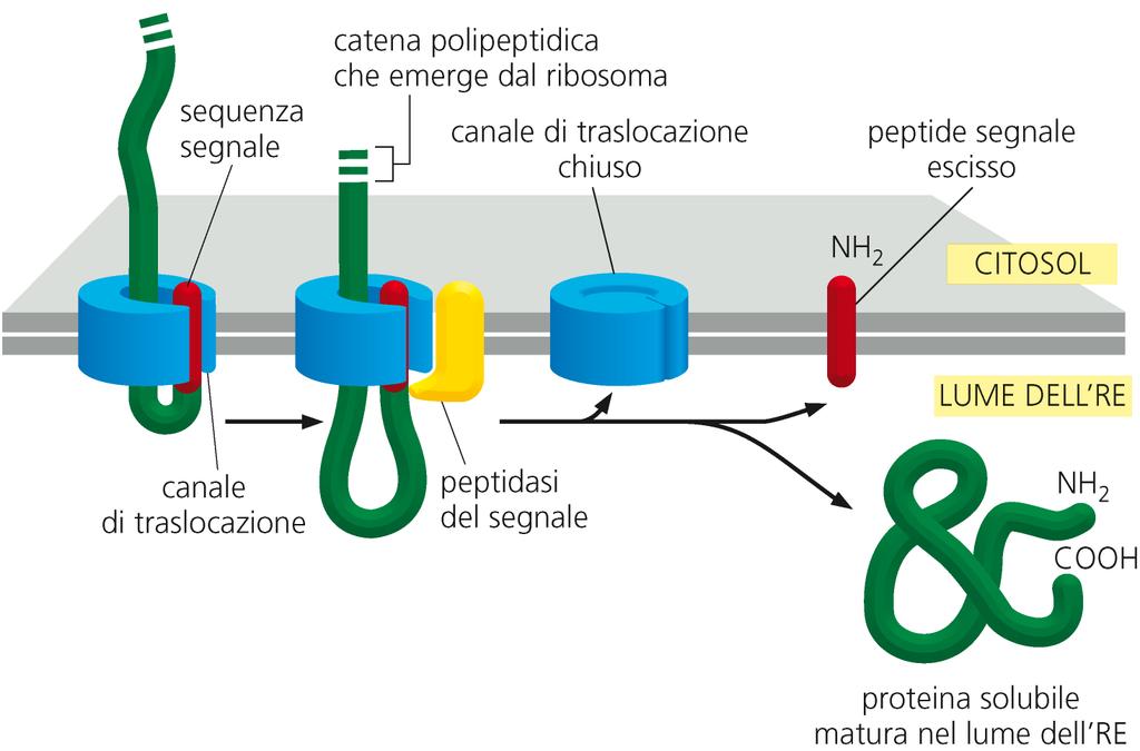 Il modo in cui una proteina