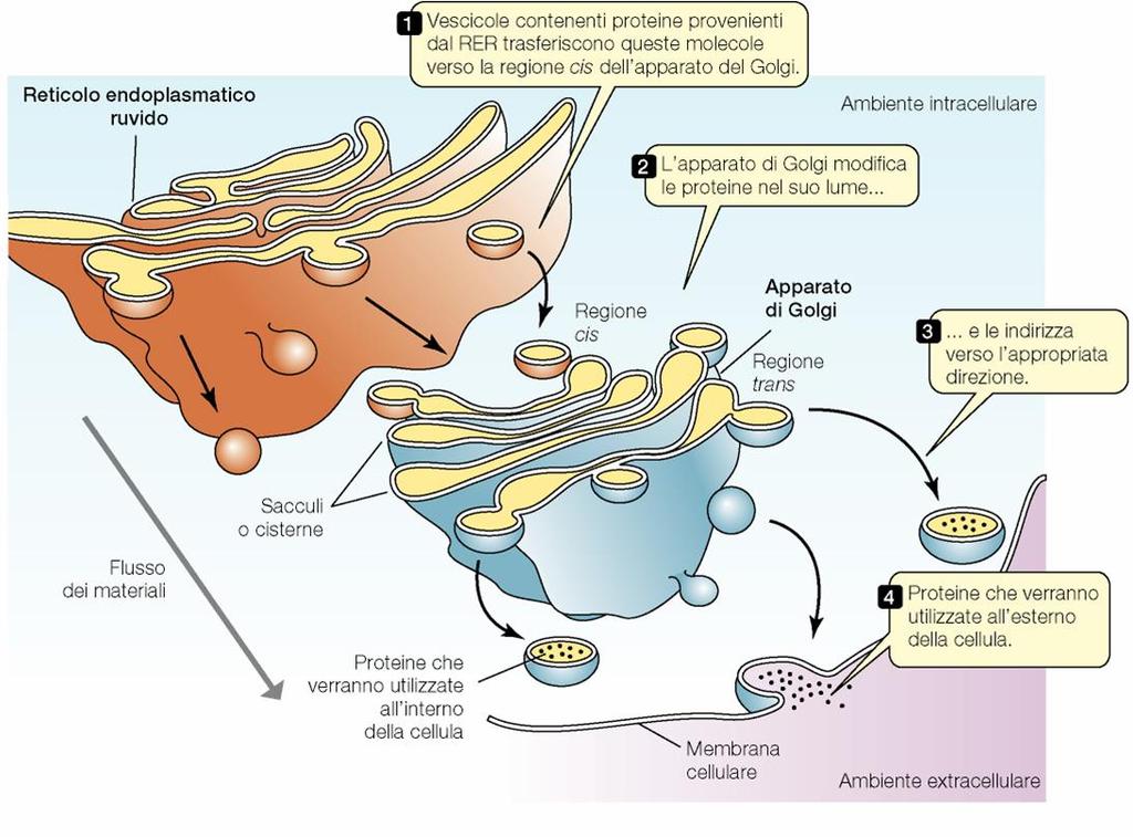 Il complesso di Golgi svolge un ruolo