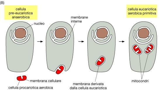 Possibile origine