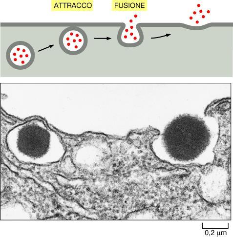 vescicole secretorie Rilascio di insulina da