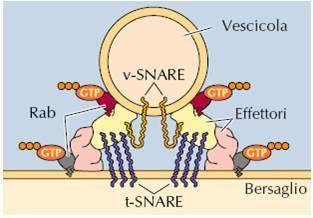 Le proteine Rab e SNARE forniscono specificità di