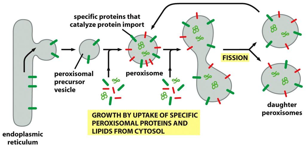 Un modello per spiegare la formazione dei perossisomi FISSIONE Vescicola