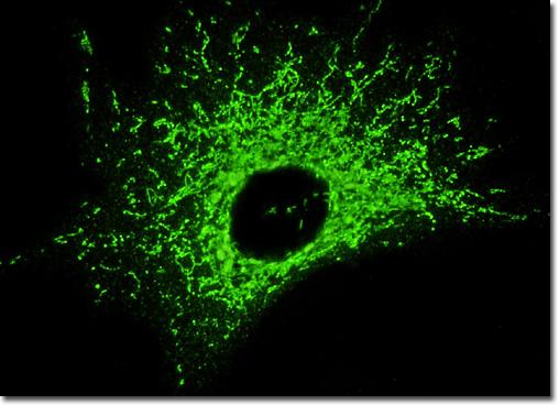 I MITOCONDRI - Si trovano in quasi tuqe le cellule eucario<che, in numero variabile a seconda del <po cellulare e del bisogno della cellula.