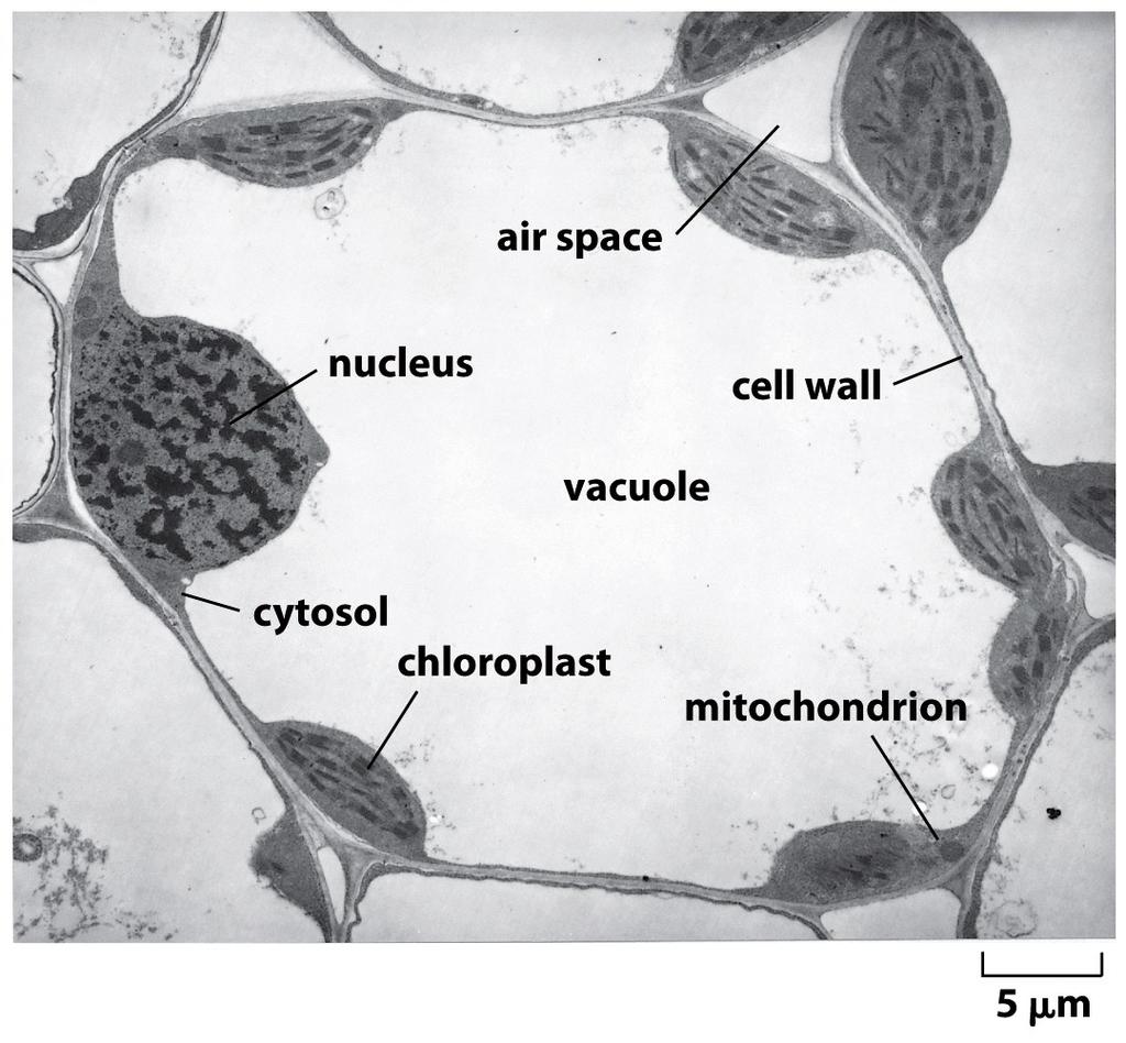 I CLOROPLASTI - Si trovano nelle cellule eucario<che
