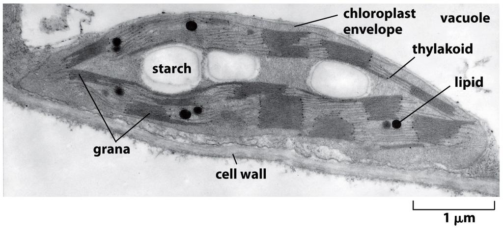 Un cloroplasto da vicino a