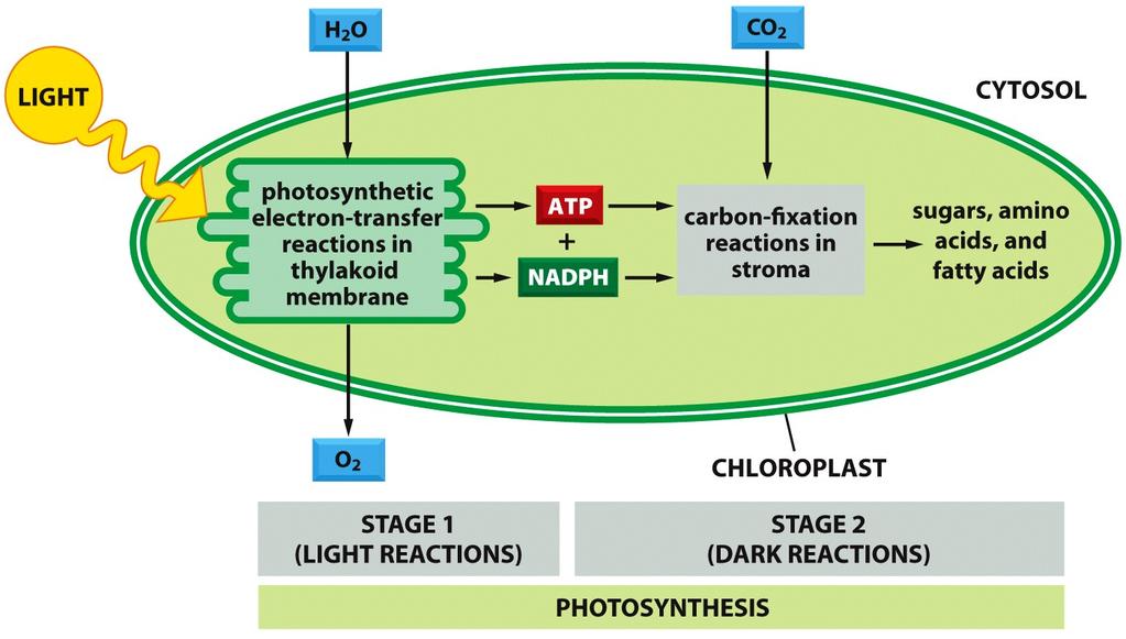 Funzione del cloroplasto: produzione di molecole che caqurano energia: fotosintesi Reazioni fotosinte*che di trasferimento di e- nella membrana *lacoidale