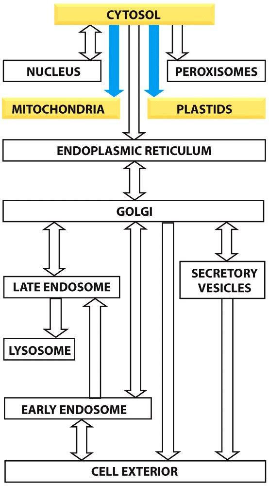 I lipidi per fare crescere e dividere mitocondri e cloroplas< arrivano dal RE, come lipidi indipenden< trasporta< da proteine
