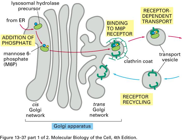 Nella parte cis del Golgi gli enzimi lisosomali vengono marca< con mannosio 6 fosfato: segnale per lo smistamento ai lisosomi.