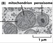 Comincia con la formazione del autofagosoma, una vescicola a doppia membrana di origine non