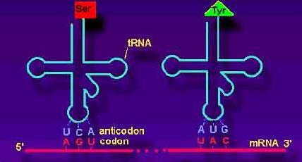 Vi sono tanti trna per ciascun aminoacido e per ciascuna tripletta di nucleotidi dell mrna (codoni) L