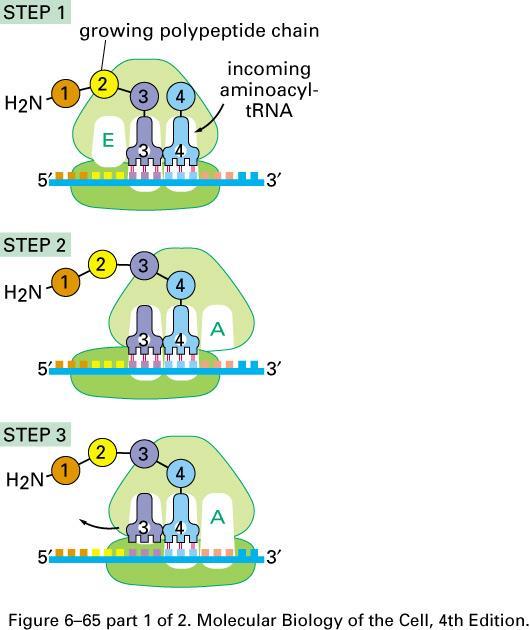 Le proteine vengono sintetizzate in direzione 5 ->3 da aminoterminale (primo aa) a carbossiterminale (ultimo aa) Meccanismo generale Il sito A è dove un nuovo