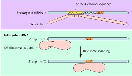 Segnali per l inizio della traduzione. Il sito di inizio degli mrna procariotici è caraterizzato dalla sequenza di Shine-Dalgarno che precede il primo codone della ORF AUG.