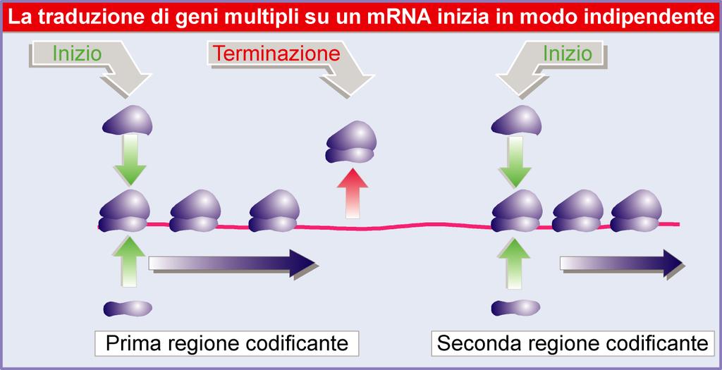 Lewin, IL GENE VIII,