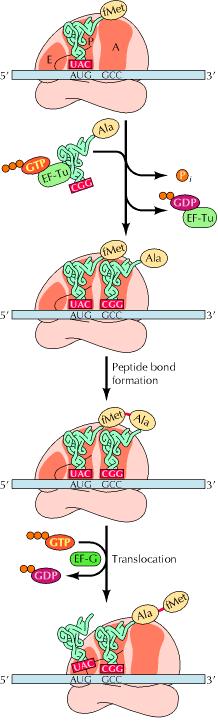 Allungamento nei procarioti La fase di allungamento include tre eventi chiave: 1) l inserimento del corretto trna carico nel sito A; 2) formazione del legame peptidico tra l amminoacido (sito A) e il
