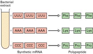 Come il codice genetico venne decodificato. Sintesi di omo-poliribonucleotidi, ad es. UUUUUUUUUUUUUUUUUUUUUUU.