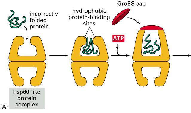 lifecycle of a protein