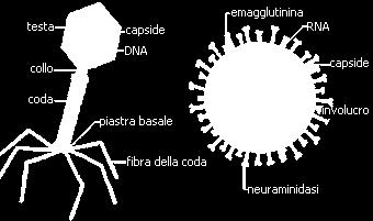 organico privo di vita e per poter vivere devono