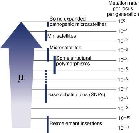 Tasso di mutazione I differenti tipi di polimorfismi