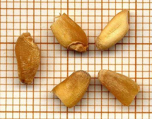 Per il frumento duro, il peso minimo del campione di analisi è di 120 g, solitamente suddiviso in due sottocampioni al fine di verificare l attendibilità statistica