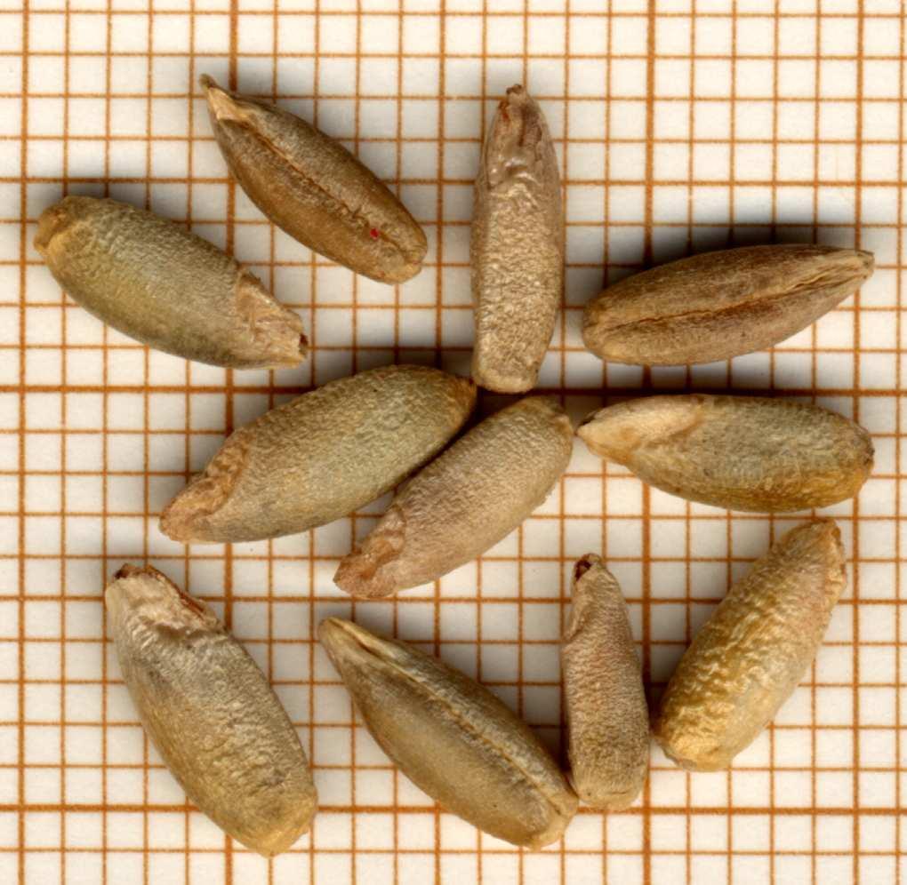 comprese le specie diverse dai cereali) in caso di ritrovamento di 2 semi