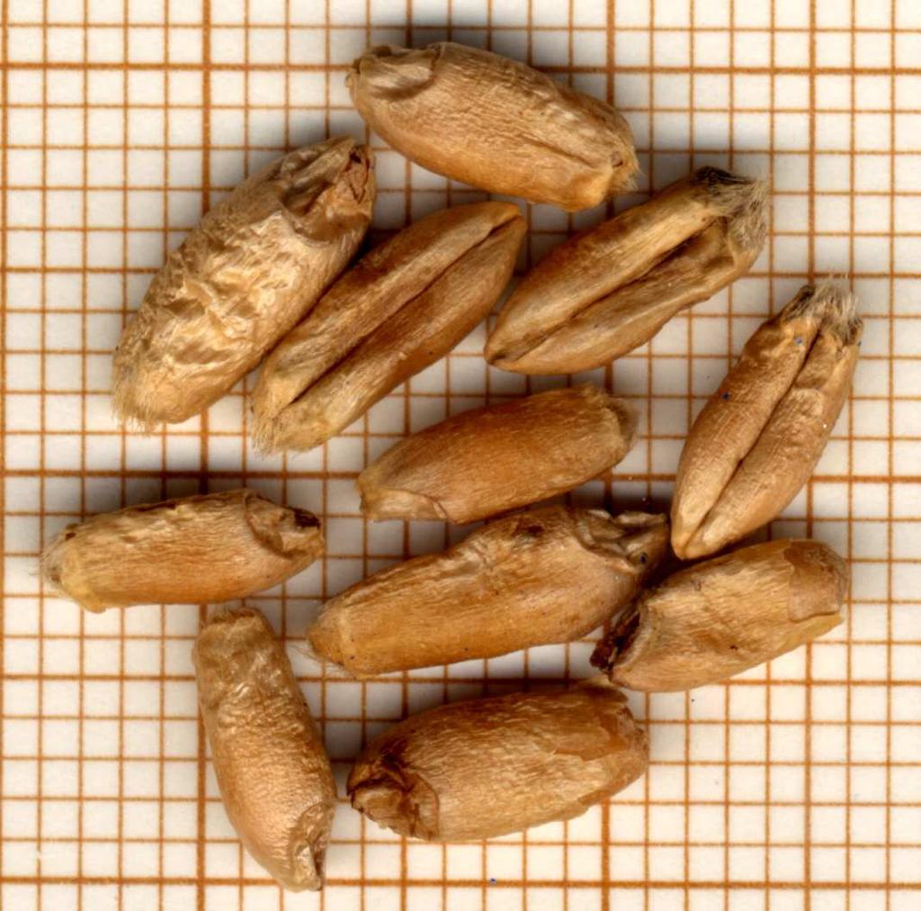 15. X Triticosecale (Triticale) 16. Confronto: a) Triticum aestivum var. Spada b) Triticum durum c) Triticum aestivum var.