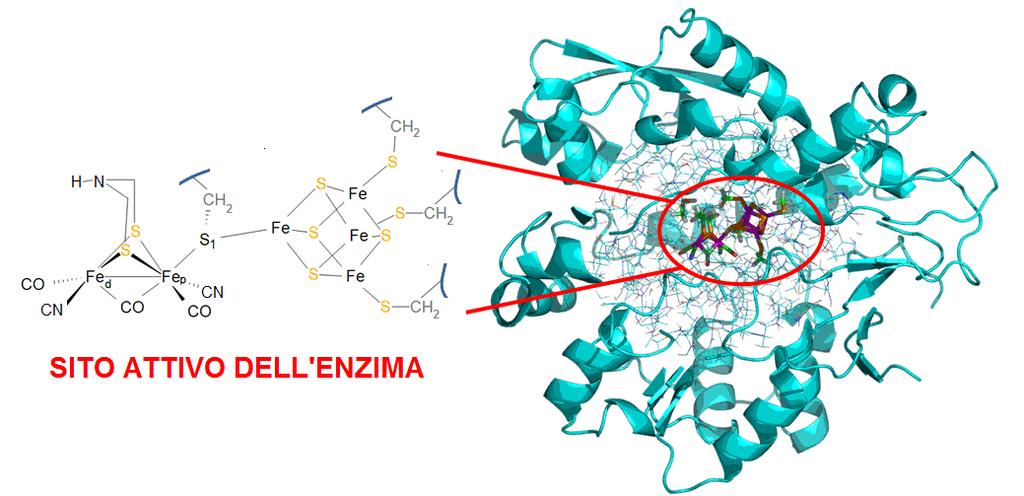 I cofattori possono essere: Ioni inorganici (cationi metallici, specialmente dei metalli alcalino terrosi, come: K +, Na +, Zn 2+, Mg 2+, Ca 2+, Fe 2+ ), si ricordi il magnesio che attiva i processi