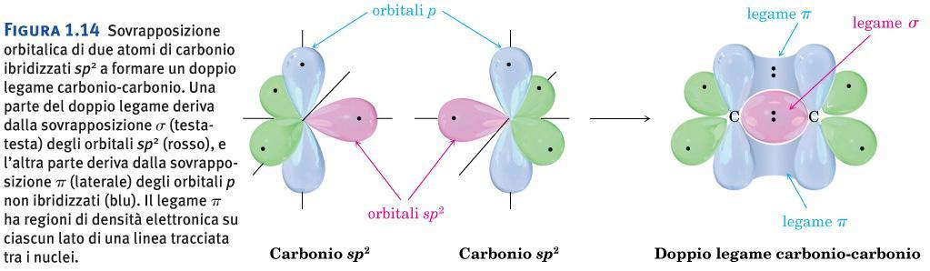 Il doppio legame (sigma e pi greco) deriva dalla sovrapposizione orbitalica di due atomi di carbonio ibridizzati sp2 a formare il legame sigma, e dalla sovrapposizione dei due