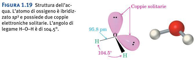 ACQUA: L atomo di ossigeno è ibridizzato sp3 e possiede due coppie elettroniche solitarie. L angolo di legame H O H è di 104.5.