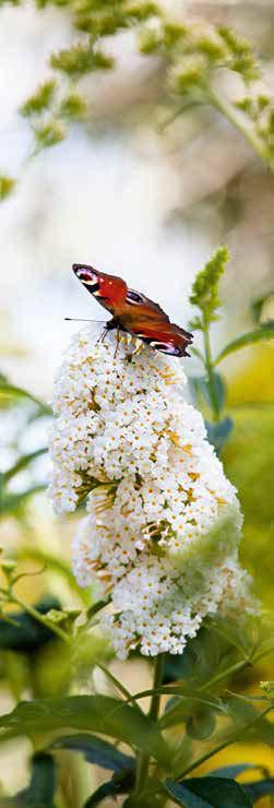 Spirea, Weigelia, ecc.