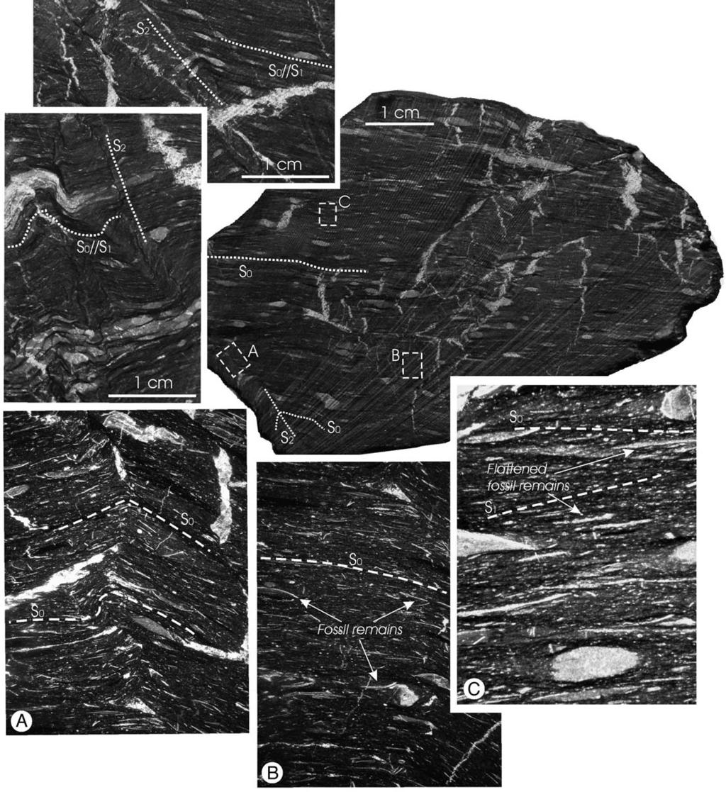 COLLISIONAL STRUCTURES RECORDED IN THE TUSCAN NAPPE CROPPING OUT IN THE BAGNO VIGNONI AREA 97 Fig. 9 - The microstructural study of the samples belonging to the «Marne a Posidonomya» Fm.