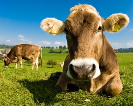 per gli allevamenti di bovini da latte e da carne Si coltivano