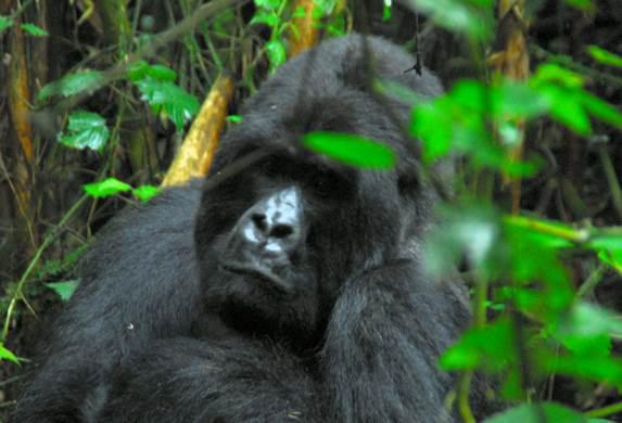 8 giorno / incontro con i gorilla di montagna Sveglia all alba e di buon ora si arriva all ingresso del Parco Nazionale Impenetrabile di Bwindi per registrarsi e infine raggiungere l accesso dal