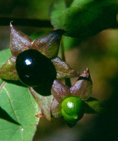 BELLADONNA Tossicologia: Dosi modeste: blocco muscarinico con secchezza della bocca, pupille dilatate, ridotta motilità Dosi elevate: azione sul SNC e provocano